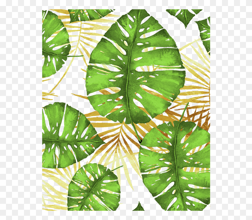 562x674 Click And Drag To Re Position The Image If Desired, Leaf, Plant, Flower HD PNG Download
