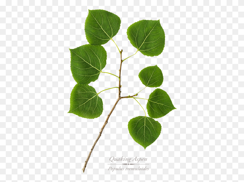 381x566 Click And Drag To Re Position The Image If Desired Aspen Tree Leaf, Leaf, Plant, Green HD PNG Download