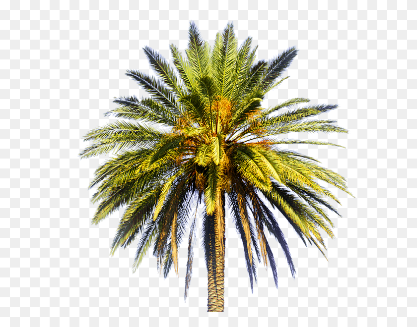 600x600 Click And Drag To Re Position The Image If Desired Attalea Speciosa, Plant, Palm Tree, Tree HD PNG Download