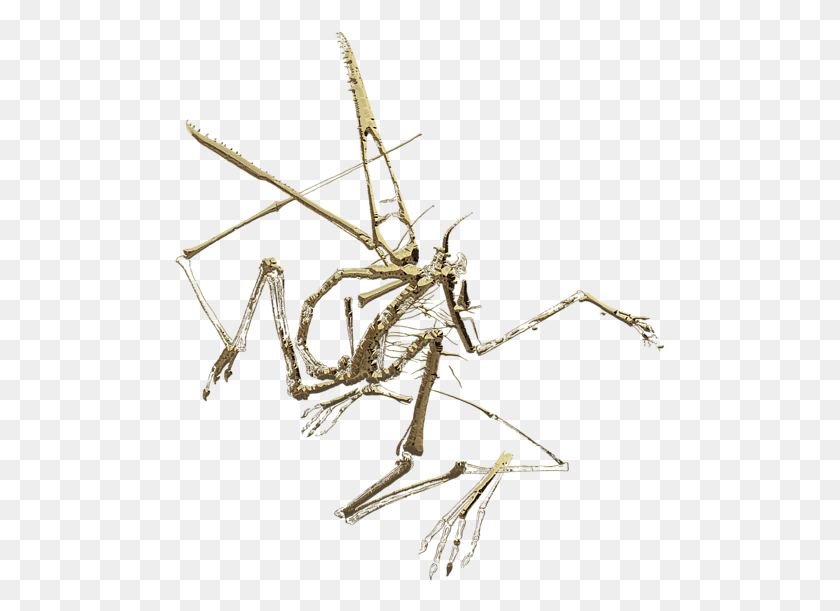 491x551 Click And Drag To Re Position The Image If Desired Cave Crickets, Skeleton, Spider, Invertebrate HD PNG Download