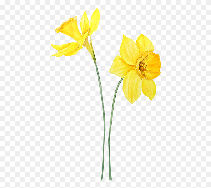 445x685 Click And Drag To Re Position The Image If Desired Daffodils Painting, Plant, Flower, Blossom HD PNG Download