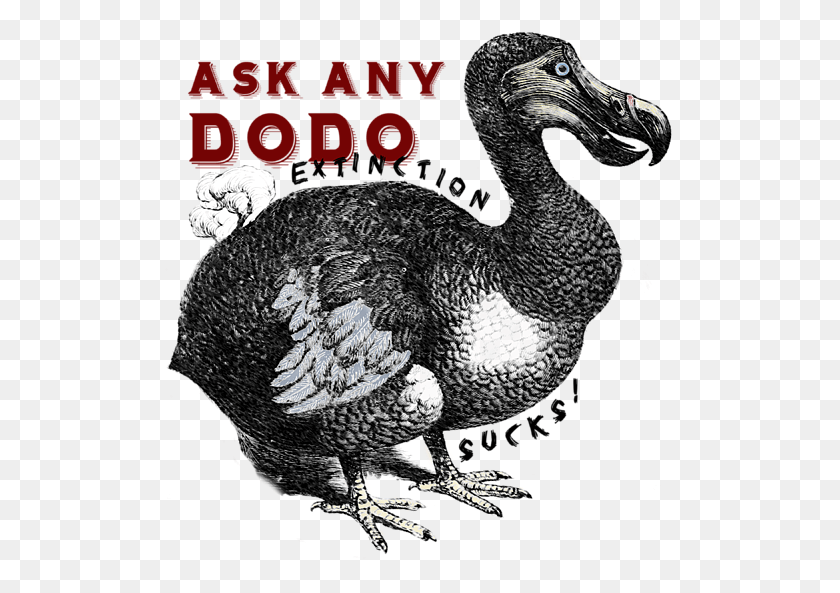 513x533 Click And Drag To Re Position The Image If Desired Dodo Bird Transparent, Animal, Chicken, Poultry HD PNG Download