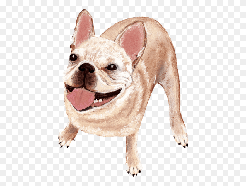 447x574 Click And Drag To Re Position The Image If Desired French Bulldog, Bulldog, Dog, Pet HD PNG Download