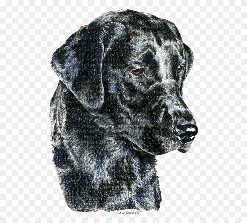 511x699 Descargar Png Labrador Retriever, Mascota, Animal, Canino Hd Png