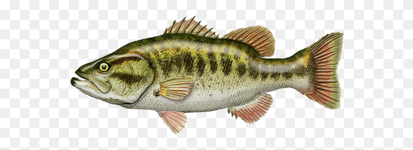 561x245 Click And Drag To Re Position The Image If Desired Largemouth Bass, Fish, Animal, Perch HD PNG Download