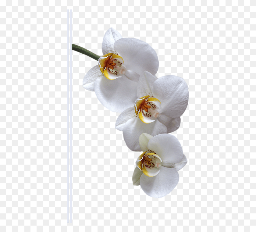 402x701 Нажмите И Перетащите, Чтобы Изменить Положение Изображения, Если Хотите, Мотылек Орхидея, Растение, Цветок, Цветение Hd Png Скачать