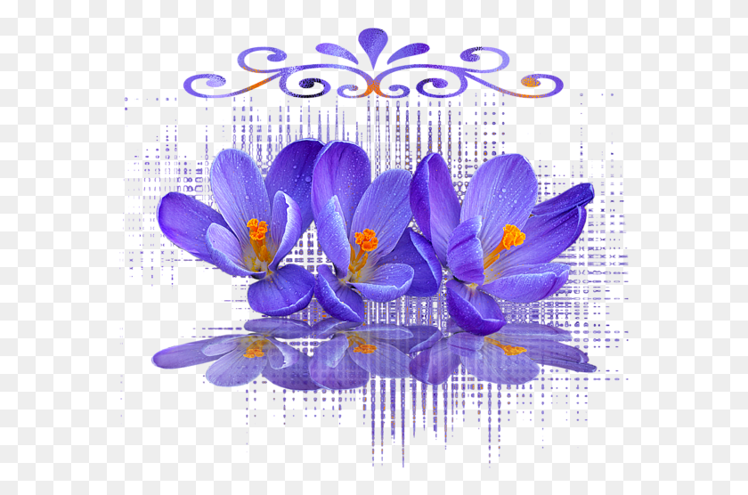 573x496 Click And Drag To Re Position The Image If Desired Saffron Crocus, Plant, Flower, Blossom HD PNG Download