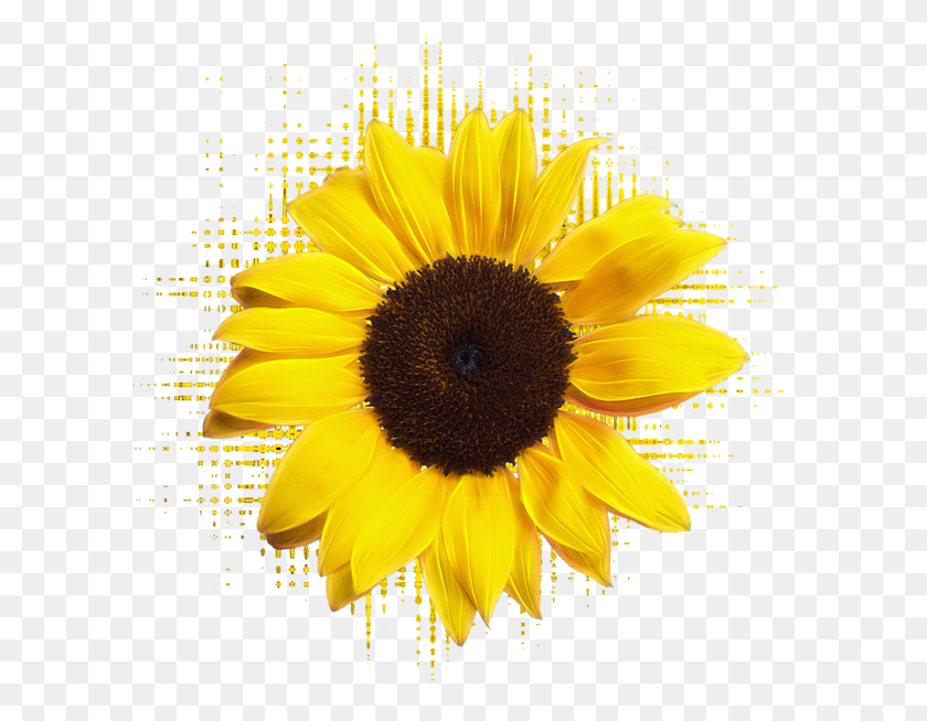 600x594 Click And Drag To Re Position The Image If Desired Sunflower, Plant, Flower, Blossom HD PNG Download