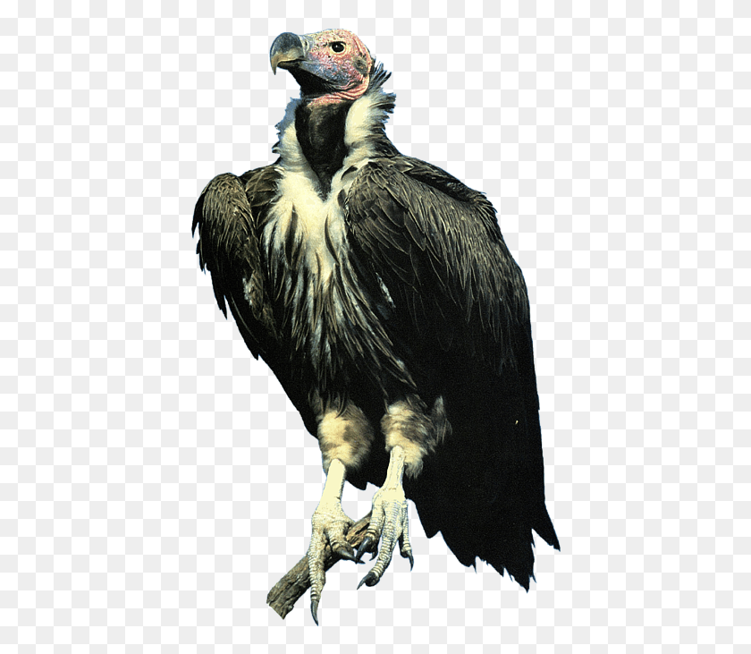 416x671 Click And Drag To Re Position The Image If Desired Vulture Transparent, Bird, Animal, Condor HD PNG Download