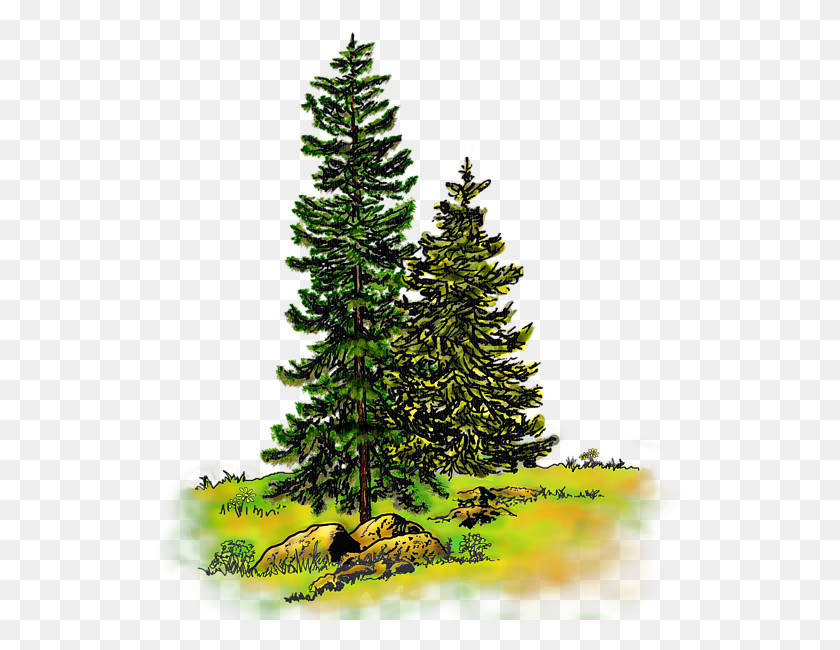 534x590 Click And Drag To Re Position The Image If Desired Watercolor Painting, Tree, Plant, Pine Descargar Hd Png