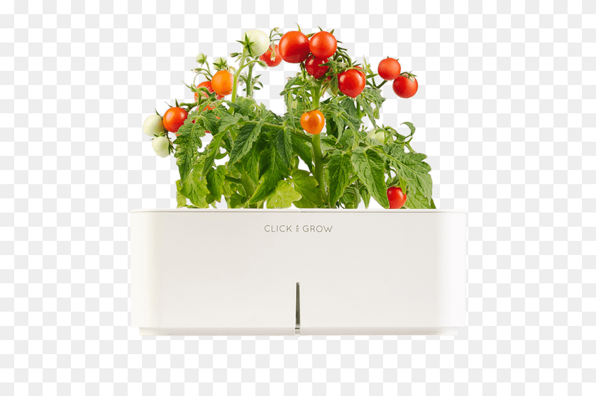 477x499 Click And Grow Click And Grow Mini Tomatoes, Potted Plant, Plant, Vase HD PNG Download