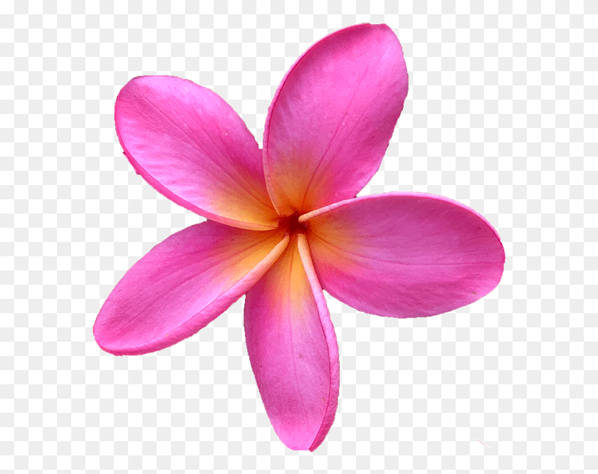 582x606 Click Here For Our Entire Plumeria Cutting Collection Pink Plumeria Flower, Petal, Plant, Blossom HD PNG Download