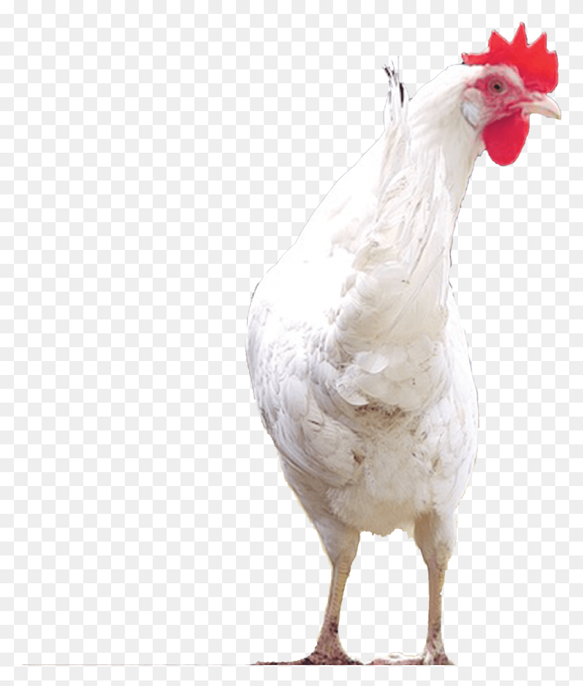 979x1165 Click Here To See Sybil39S Little Chick Rooster, Fowl, Bird, Animal Descargar Hd Png
