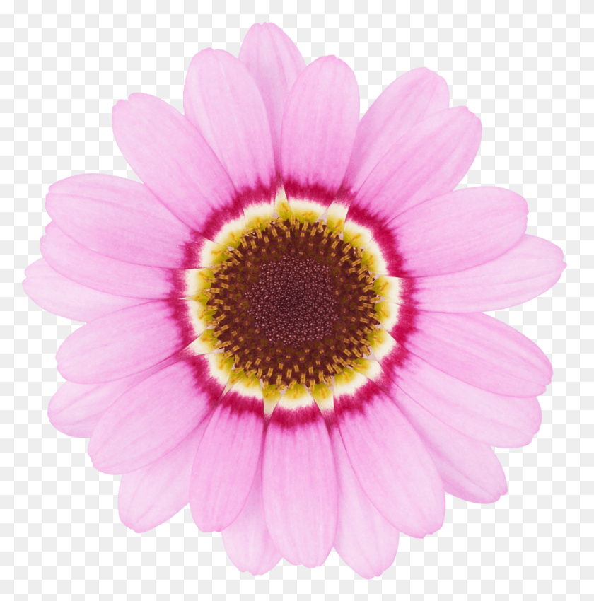 1485x1505 Click Marguerite Daisy, Plant, Flower, Daisies HD PNG Download