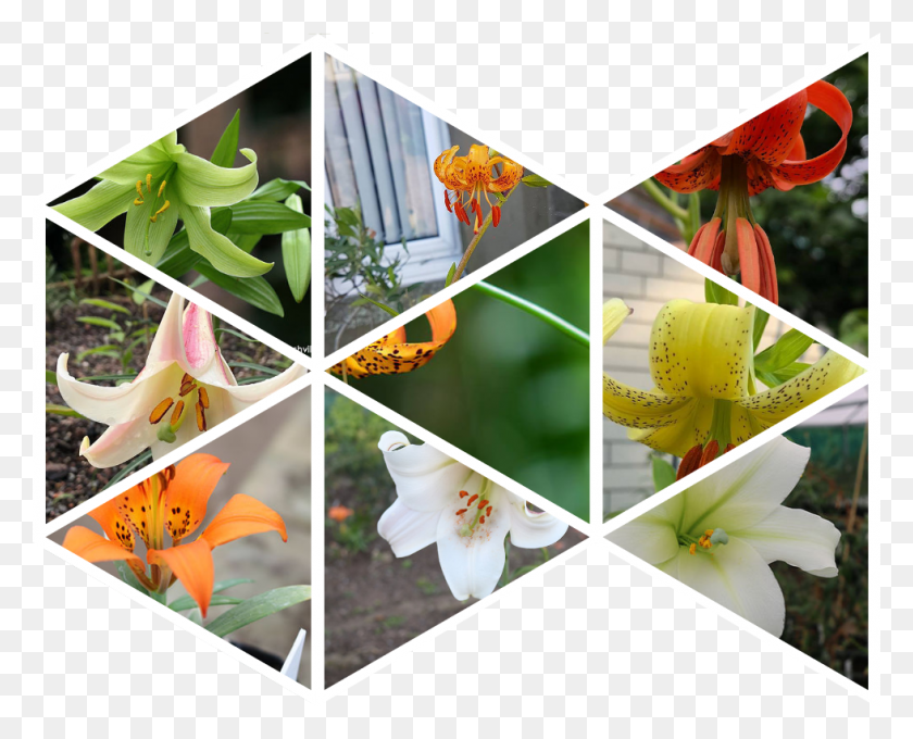 979x779 Click On An Image To Visit Gallery Tiger Lily, Collage, Poster, Advertisement HD PNG Download