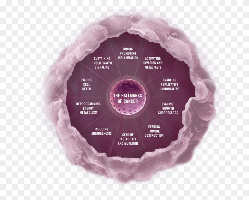 1145x901 Click On Any Section Of The Image Below To Explore Hallmarks Of Cancer, Birthday Cake, Cake, Dessert HD PNG Download