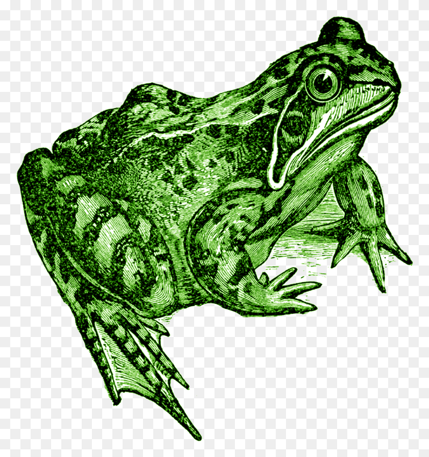 1352x1448 Click On Image To Downloadsave The Above Image Toad Black And White, Frog, Amphibian, Wildlife HD PNG Download