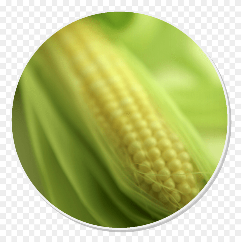 782x784 Click On The Watering Can For Our Corn On The Cob, Plant, Vegetable, Food HD PNG Download