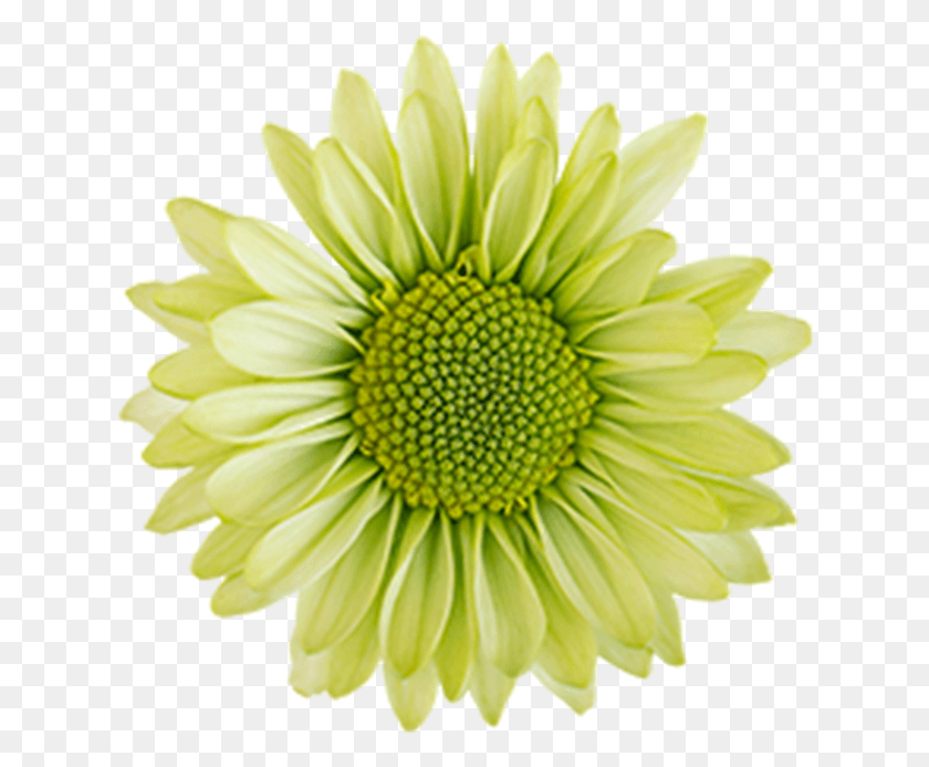 630x633 Click To Enlarge Image Green Daisy Ural Green Daisy Barberton Daisy, Plant, Flower, Daisies HD PNG Download