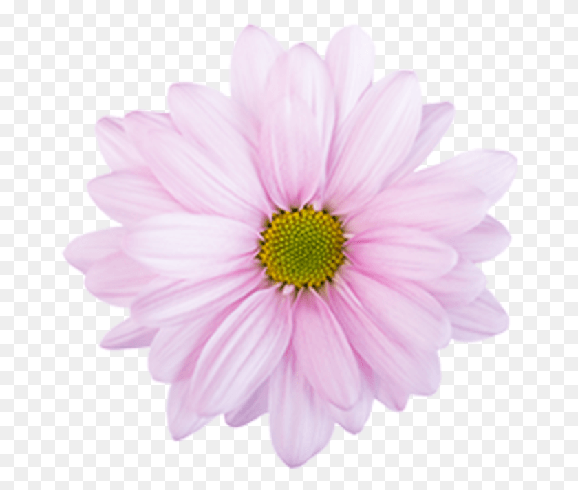 668x653 Click To Enlarge Image Pink Daisy Atlantis Pink Daisy African Daisy, Plant, Flower, Daisies HD PNG Download