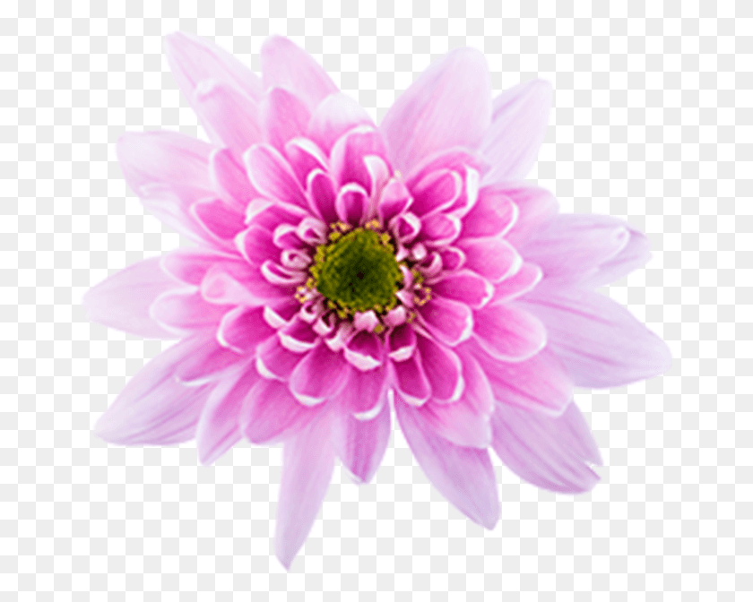 664x612 Descargar Png Pink Novelt Monalisa Pink Novelty Chrysanths, Dalia, Flor, Planta Hd Png