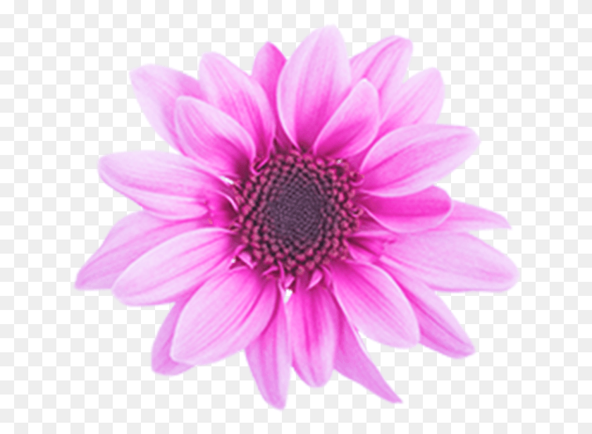 639x556 Розовая Новинка Поражает Темно-Розовая Африканская Ромашка, Растение, Цветок, Цветение Png Скачать