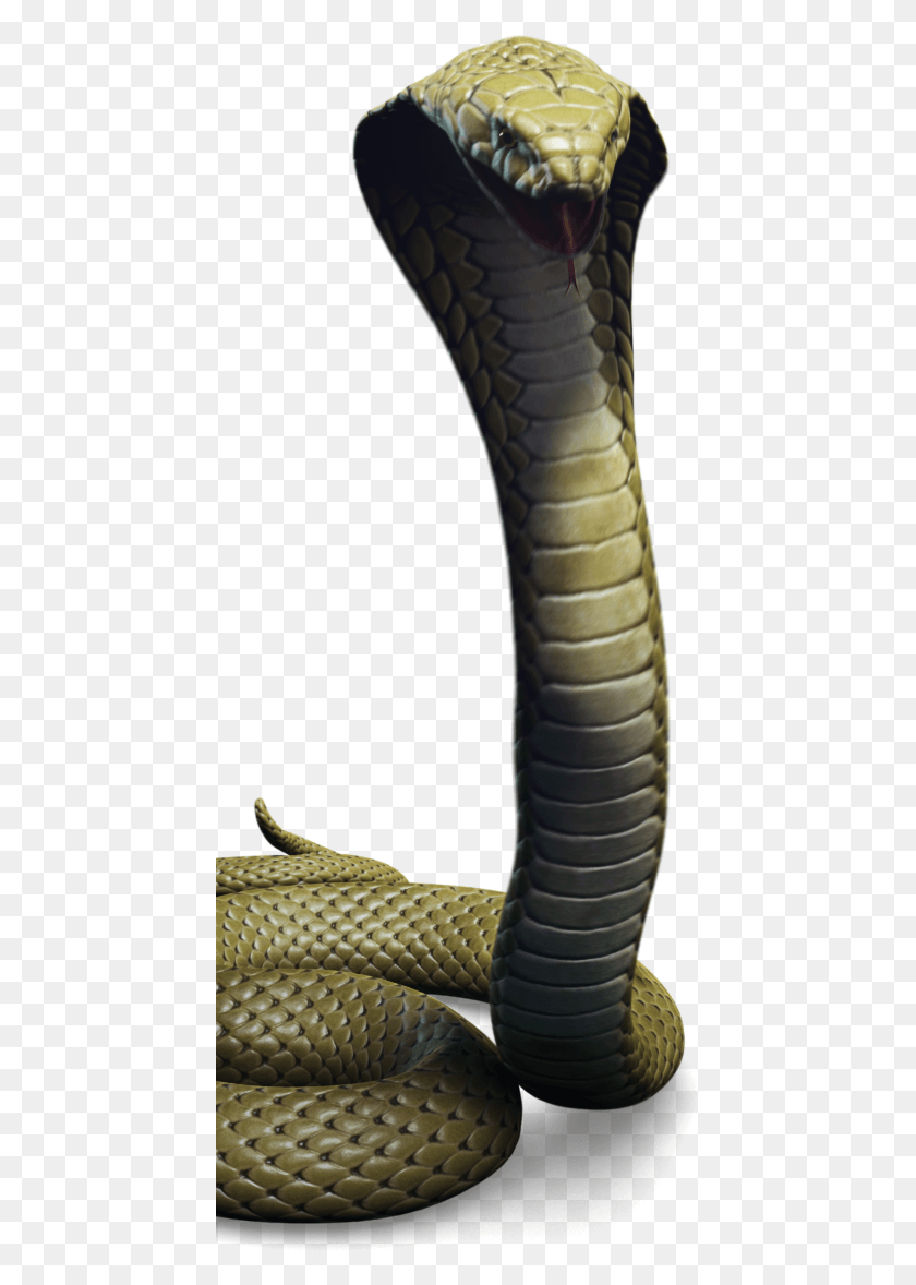 445x1118 Descargar Png / Cobra Rey, Serpiente, Reptil, Animal Hd Png