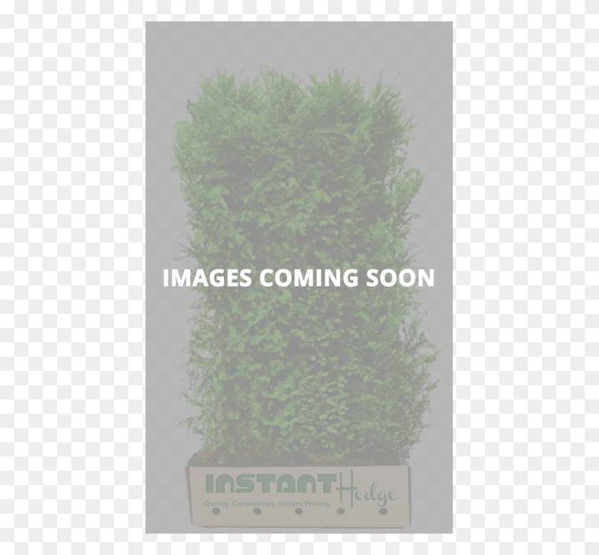 431x718 Click To See More Floor, Tree, Plant, Conifer HD PNG Download