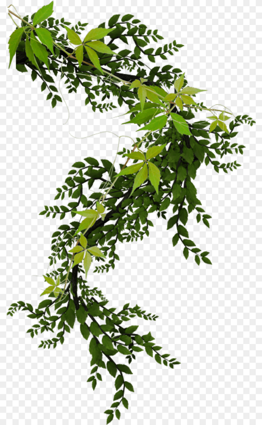 800x1359 Climbing Plant, Green, Tree, Leaf, Vine PNG
