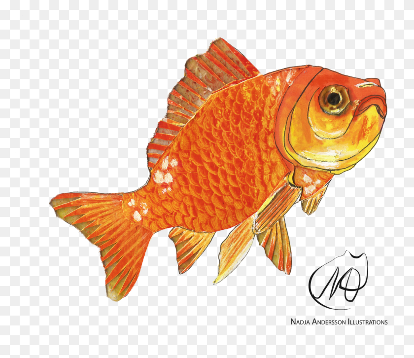 1189x1016 Climefish Goldfish, Peces, Animal Hd Png