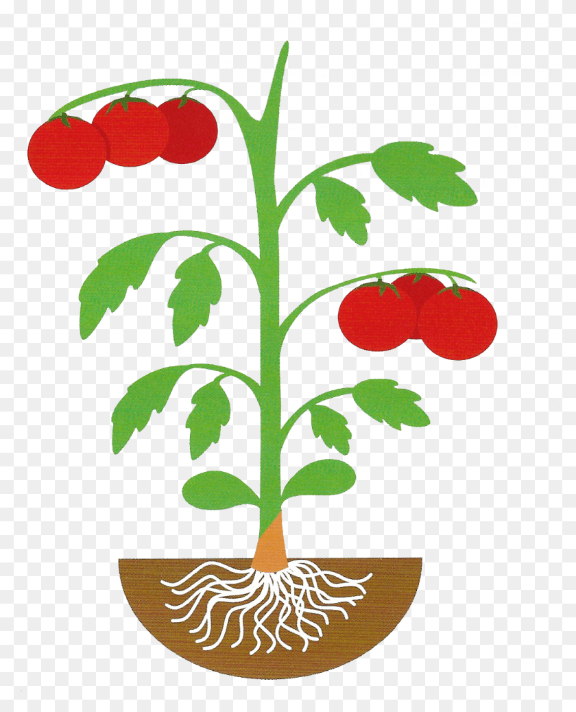 1004x1259 Clip Art, Planta, Árbol, Alfombra Hd Png