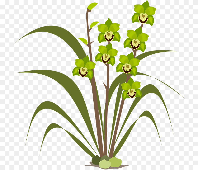 730x720 Clip Art Flower, Flower Arrangement, Plant, Grass Sticker PNG