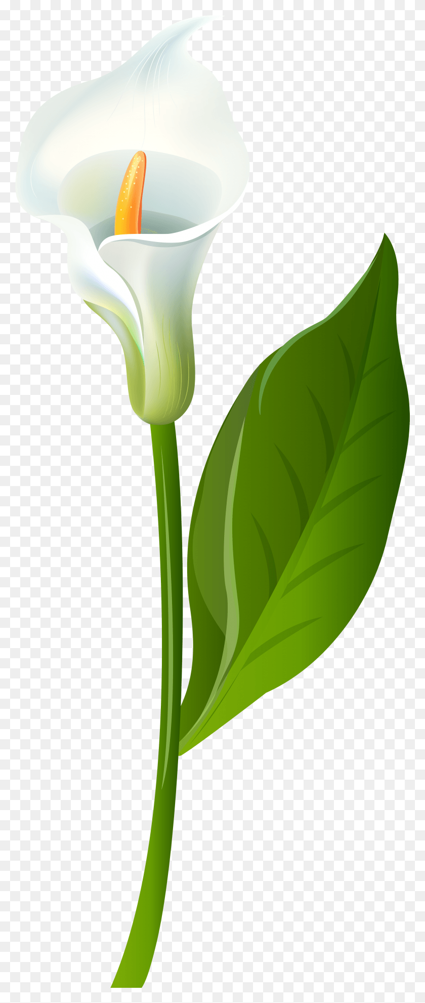 3166x7798 Clip Art, Planta, Hoja, Flor Hd Png