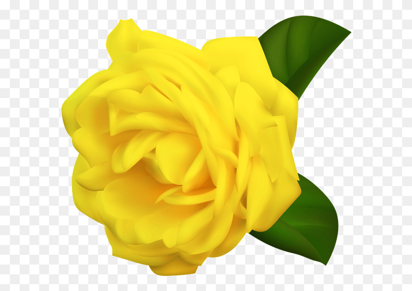 594x534 Clip Art, Rose, Flower, Plant HD PNG Download