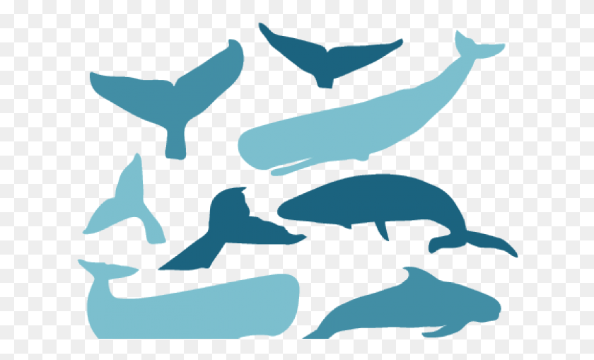 626x449 Clip Art, Sea Life, Animal, Whale HD PNG Download