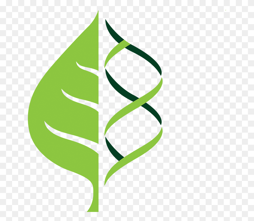 657x673 Clip Art, Hoja, Planta, Verde Hd Png