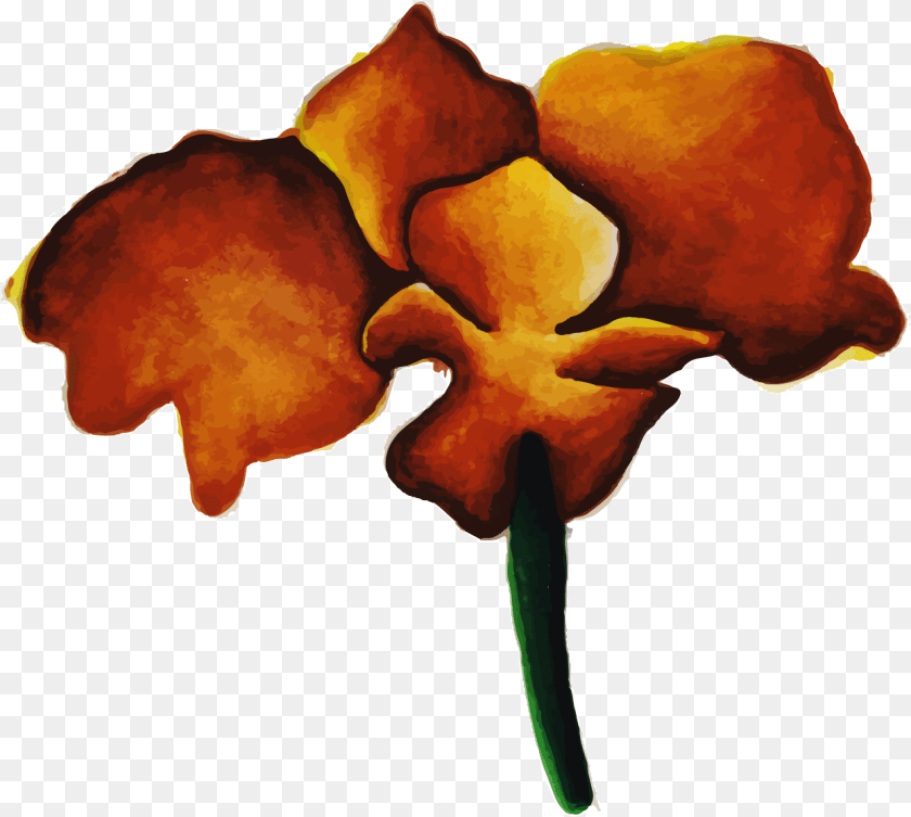 1242x1114 Clip Art, Flower, Petal, Plant, Orchid Transparent PNG