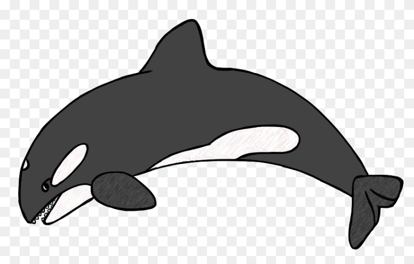 886x565 Clip Art, Animal, Sea Life, Mammal, Whale Clipart PNG