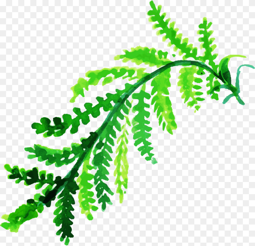 935x903 Clip Art, Fern, Leaf, Plant Transparent PNG