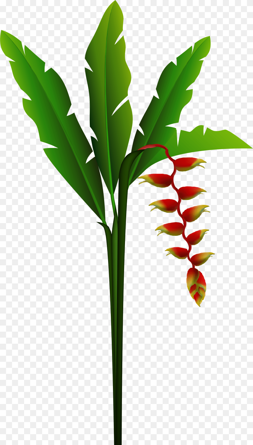 Clip Art, Acanthaceae, Flower, Leaf, Plant Transparent PNG