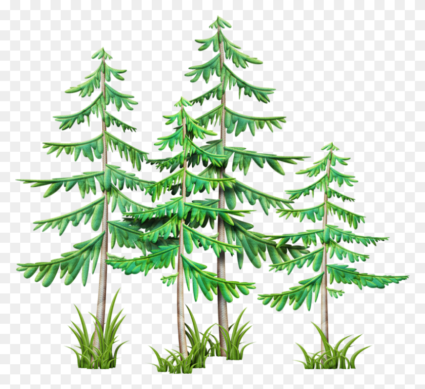 800x728 Clip Art Camping Stuff Branches Pine Mountain Clipart Camping Tree, Plant, Fir, Abies HD PNG Download