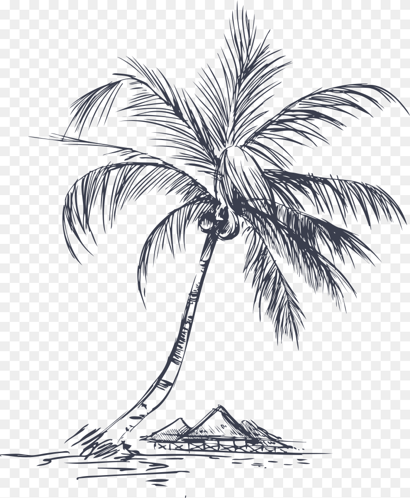 3883x4718 Clip Art Collection Of Paint Coconut Tree Line Art, Palm Tree, Plant, Animal, Bird Transparent PNG