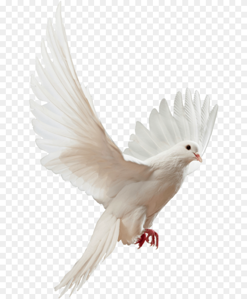 649x1017 Clip Art Doves Flying Flying White Dove, Animal, Bird, Pigeon PNG