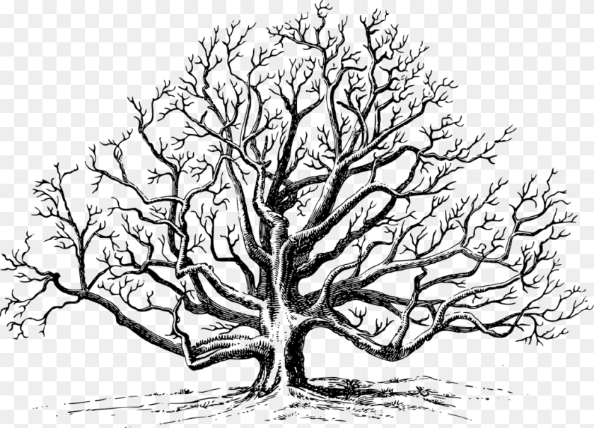 1040x750 Clip Art Drawing Of A Tree Black Walnut Tree Drawing, Gray Clipart PNG
