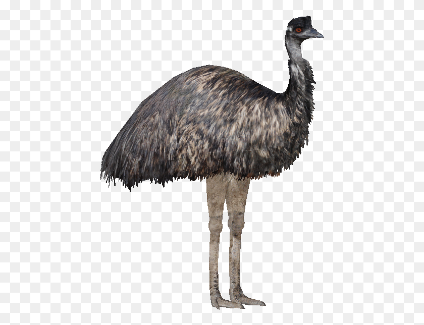 445x584 Clip Art Emu Emu, Pájaro, Animal, Pico Hd Png
