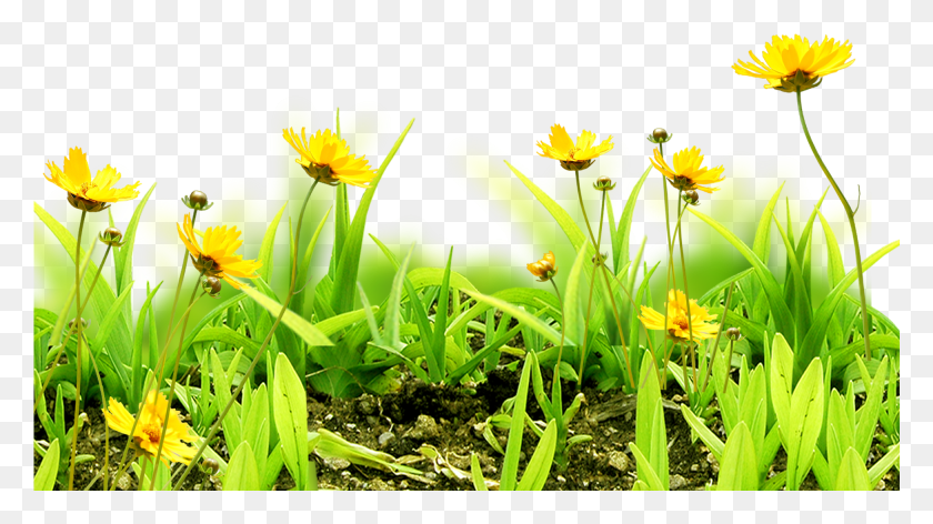 1950x1030 Клип Арт Цветок Небо Трава Цветочный Фон Травы И Цветы, Растение, Лепесток, Весна Hd Png Скачать