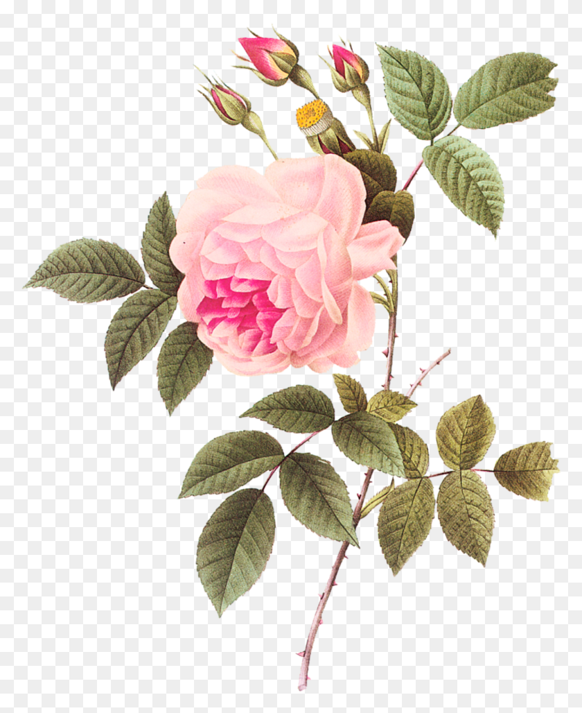 1283x1593 Картинки Азалия Рисование Розы Татуировка Redoute Rose, Растение, Цветок, Цветение Png Скачать