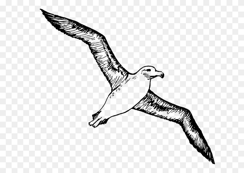 640x537 Clip Art Free Sketch Silhouette Cartoon, Bird, Animal, Albatross HD PNG Download