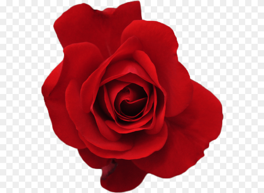 Clip Art Fresh Rose Red, Flower, Plant, Petal Clipart PNG