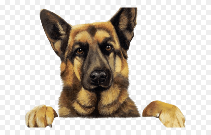 640x480 Clip Art German Shepherd, Dog, Pet, Canine HD PNG Download